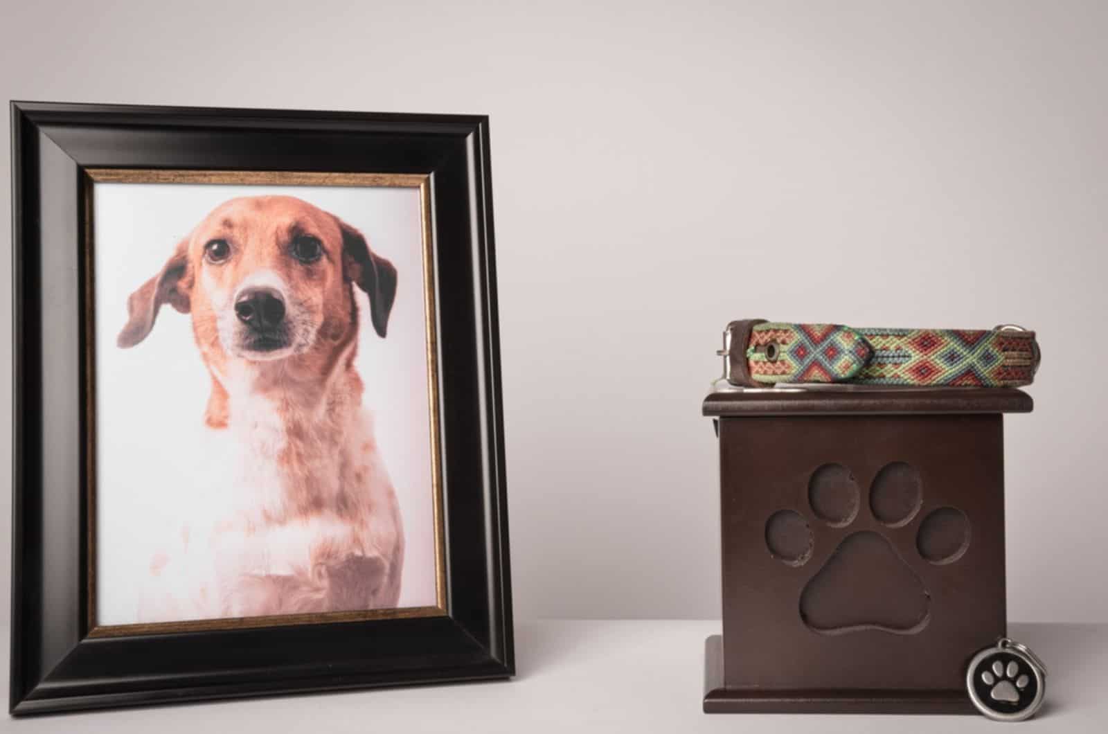 photo of dog and memory box