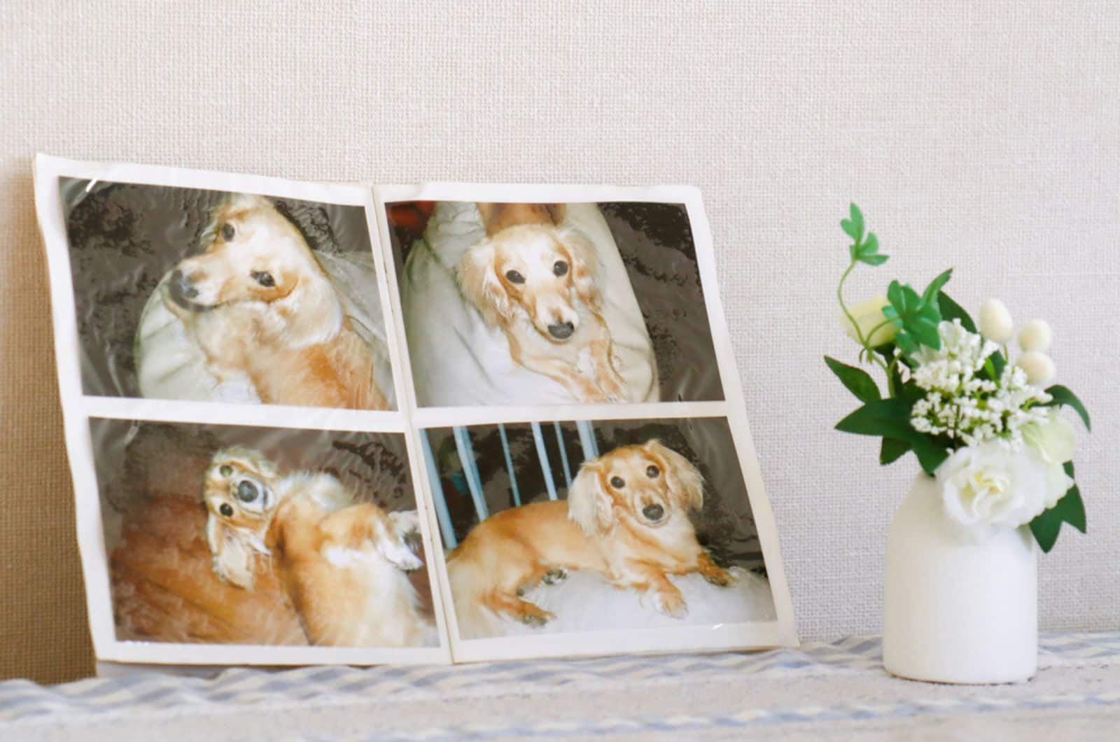 photos of deceased dog and flowers