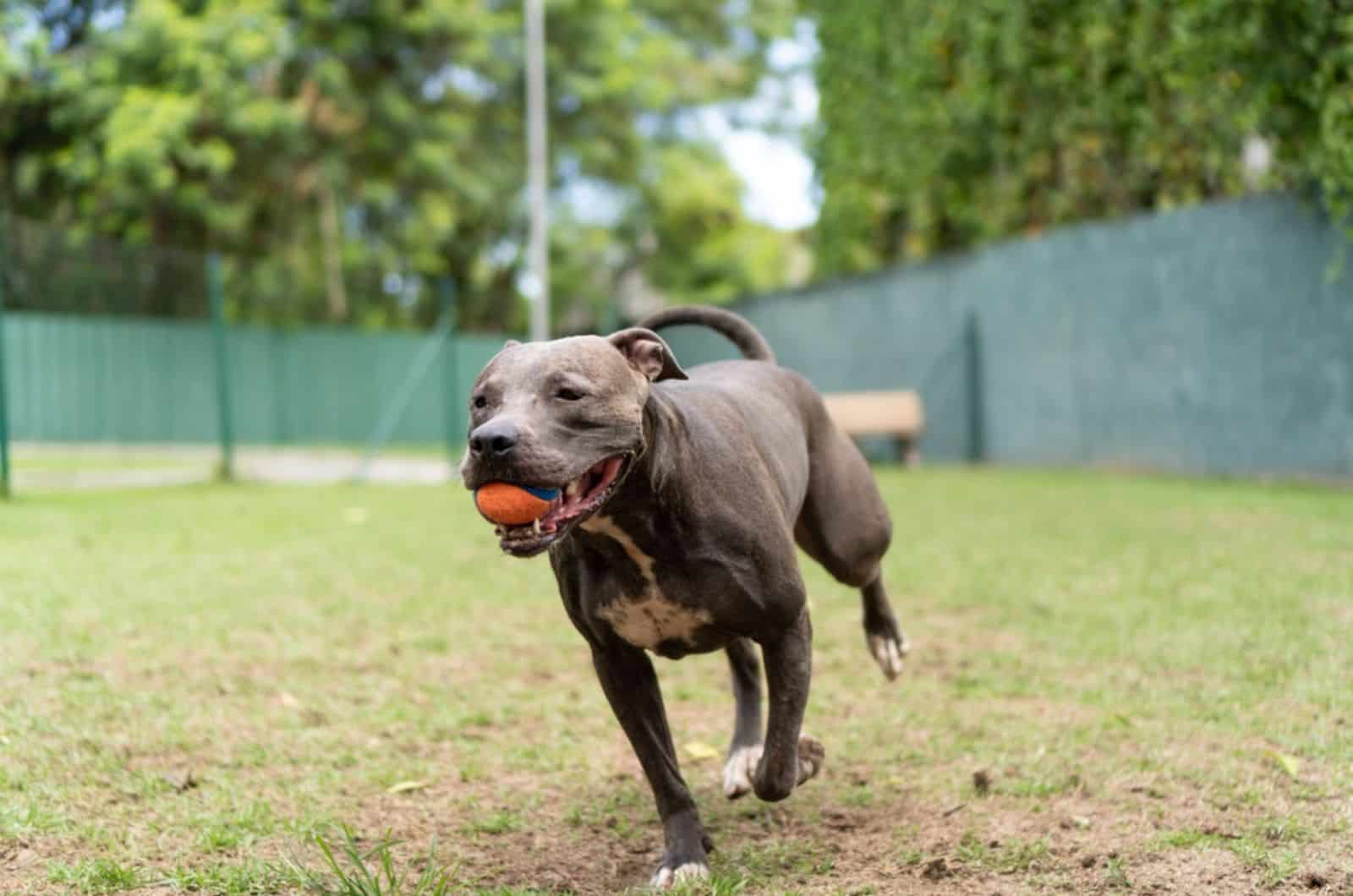 pitbull dog running in the park