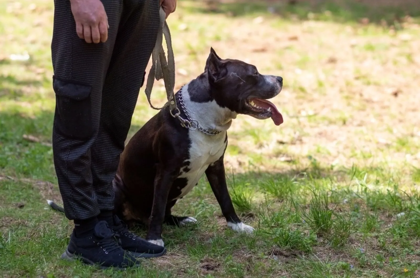 pitbull on a leash next to the owner