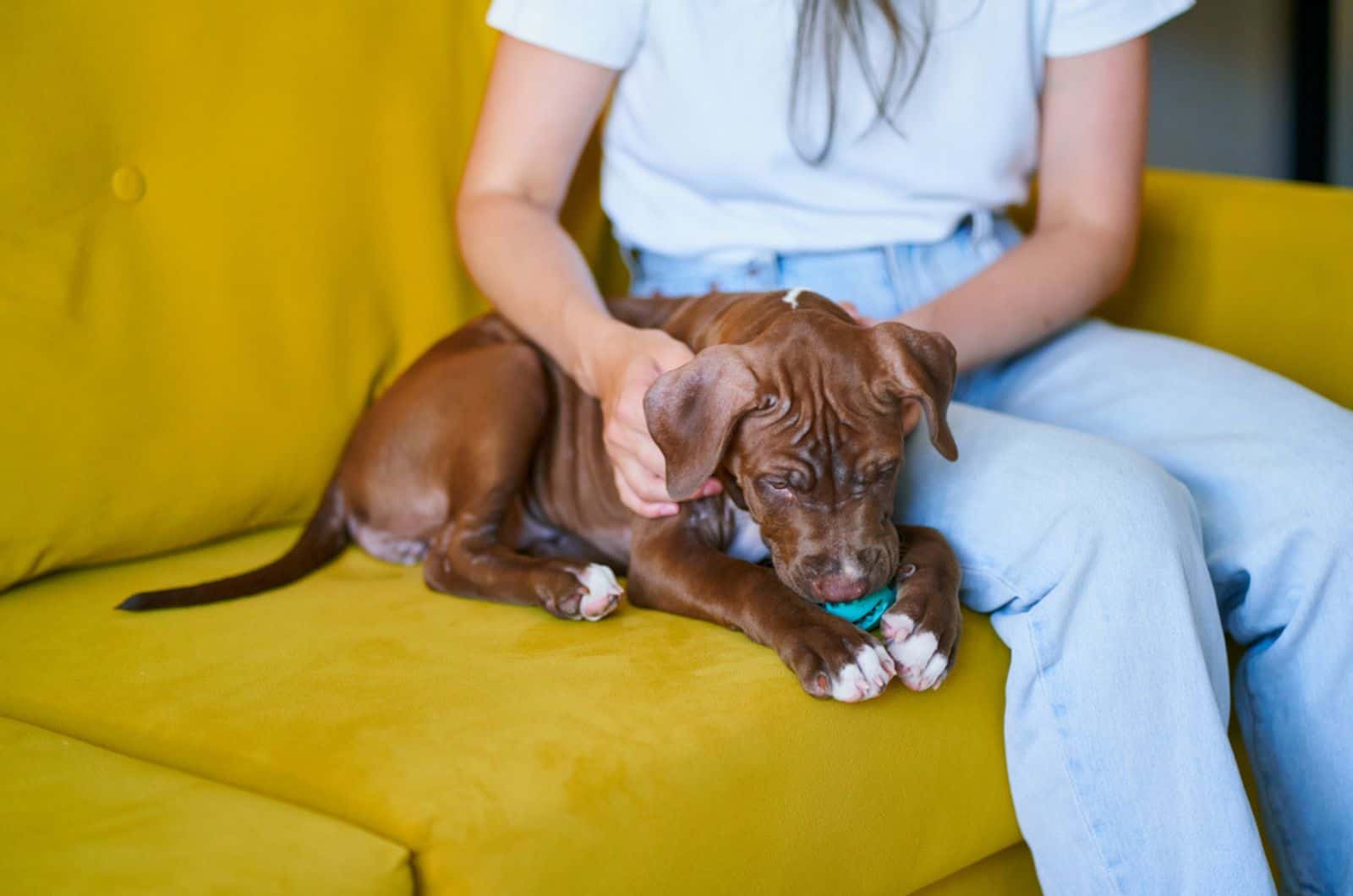 pitbull puppy and his owner sitting on the couch