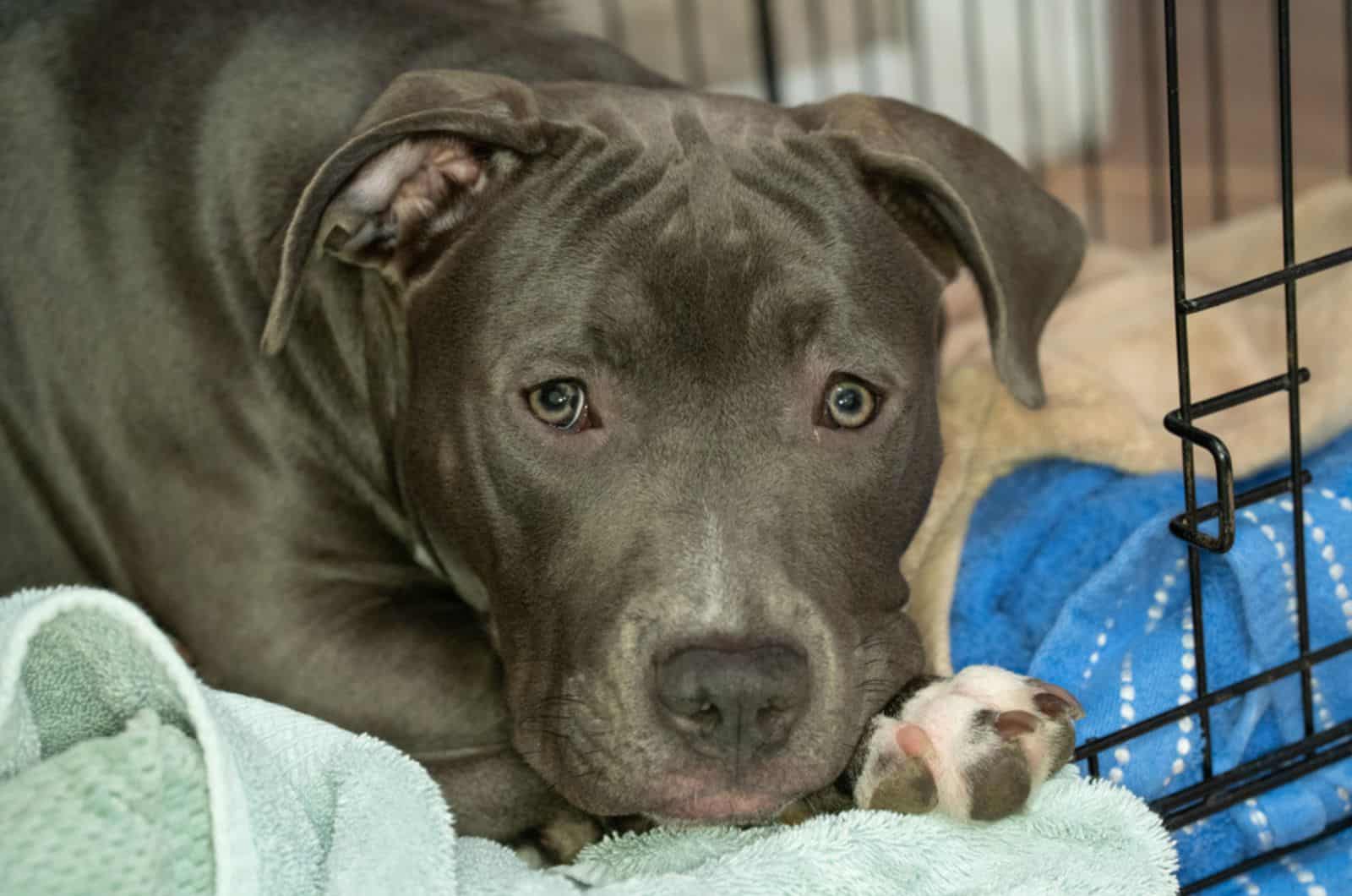 pitbull puppy lying in his crate