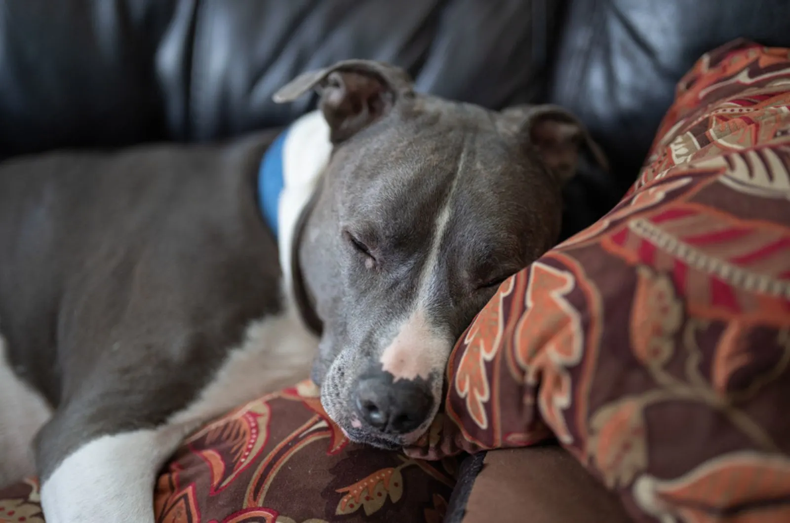 pitbull sleeping on the couch