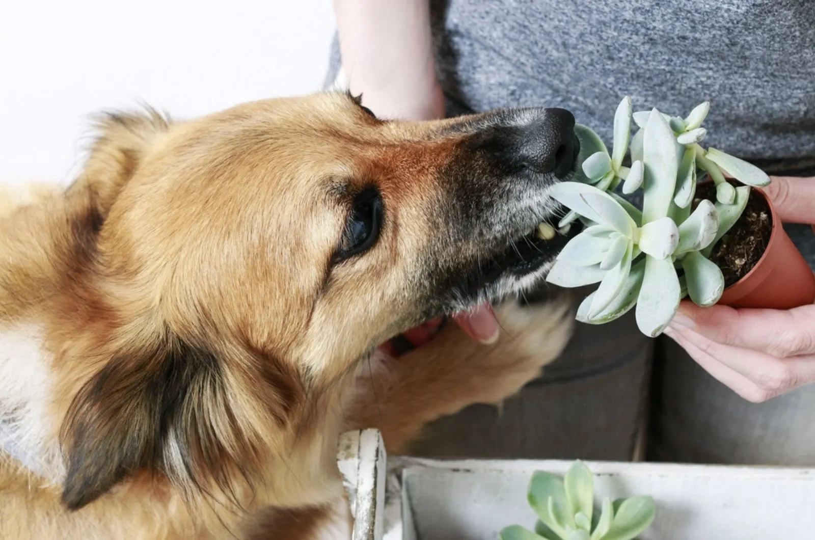 playful puppy biting echeveria plant