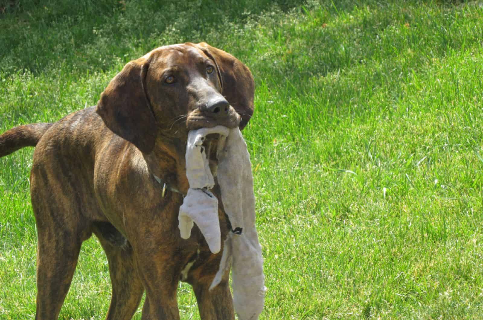 plott hound dog with toy in his mouth