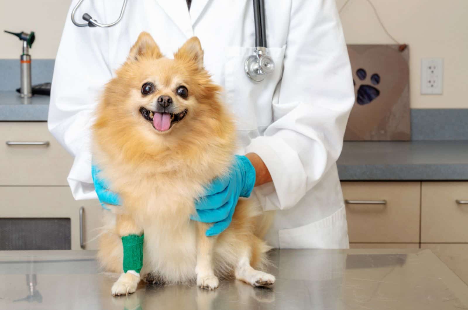 pomeranian dog with injured leg at vet clinic