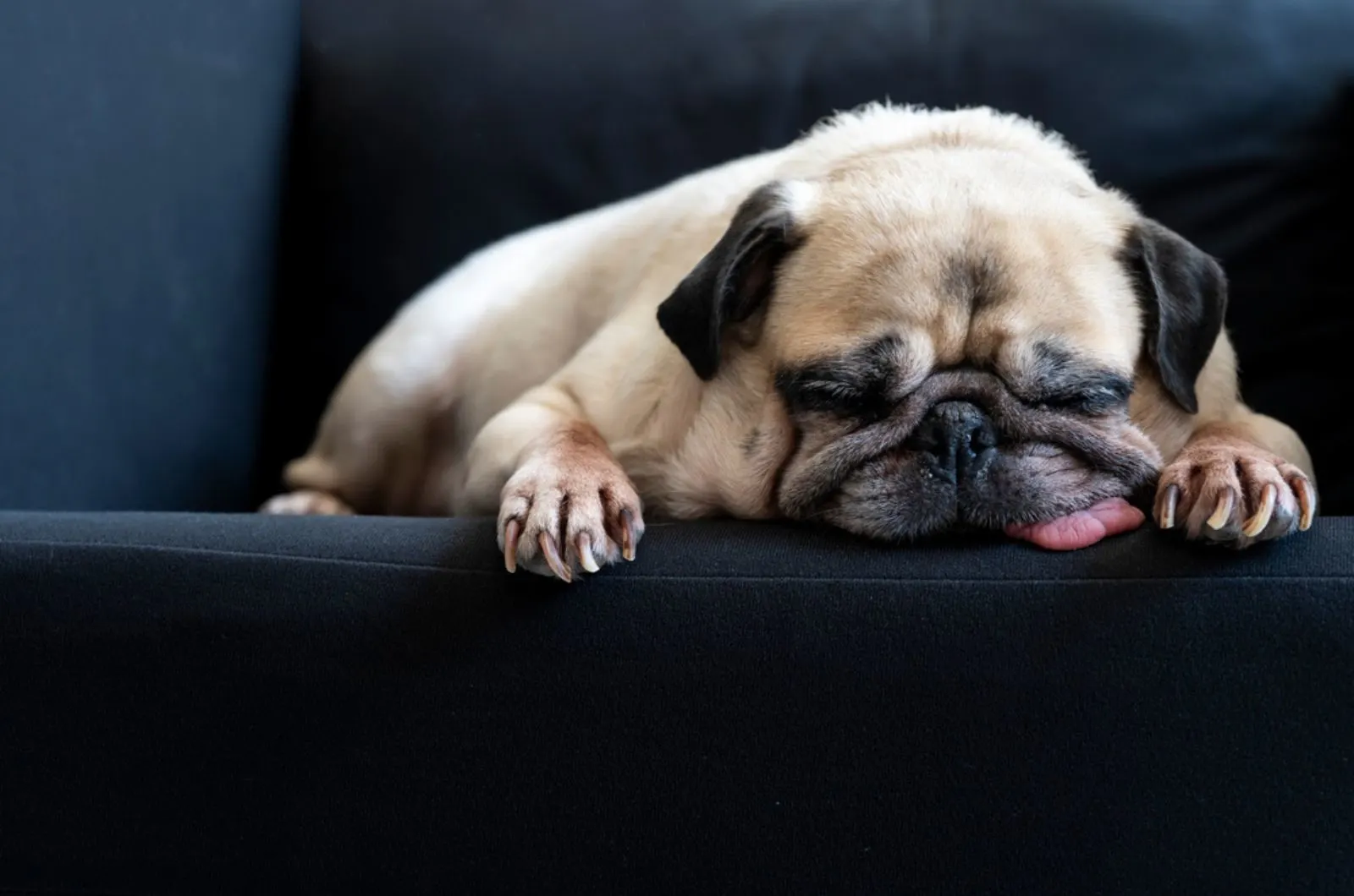 pug dog sleeping on the sofa