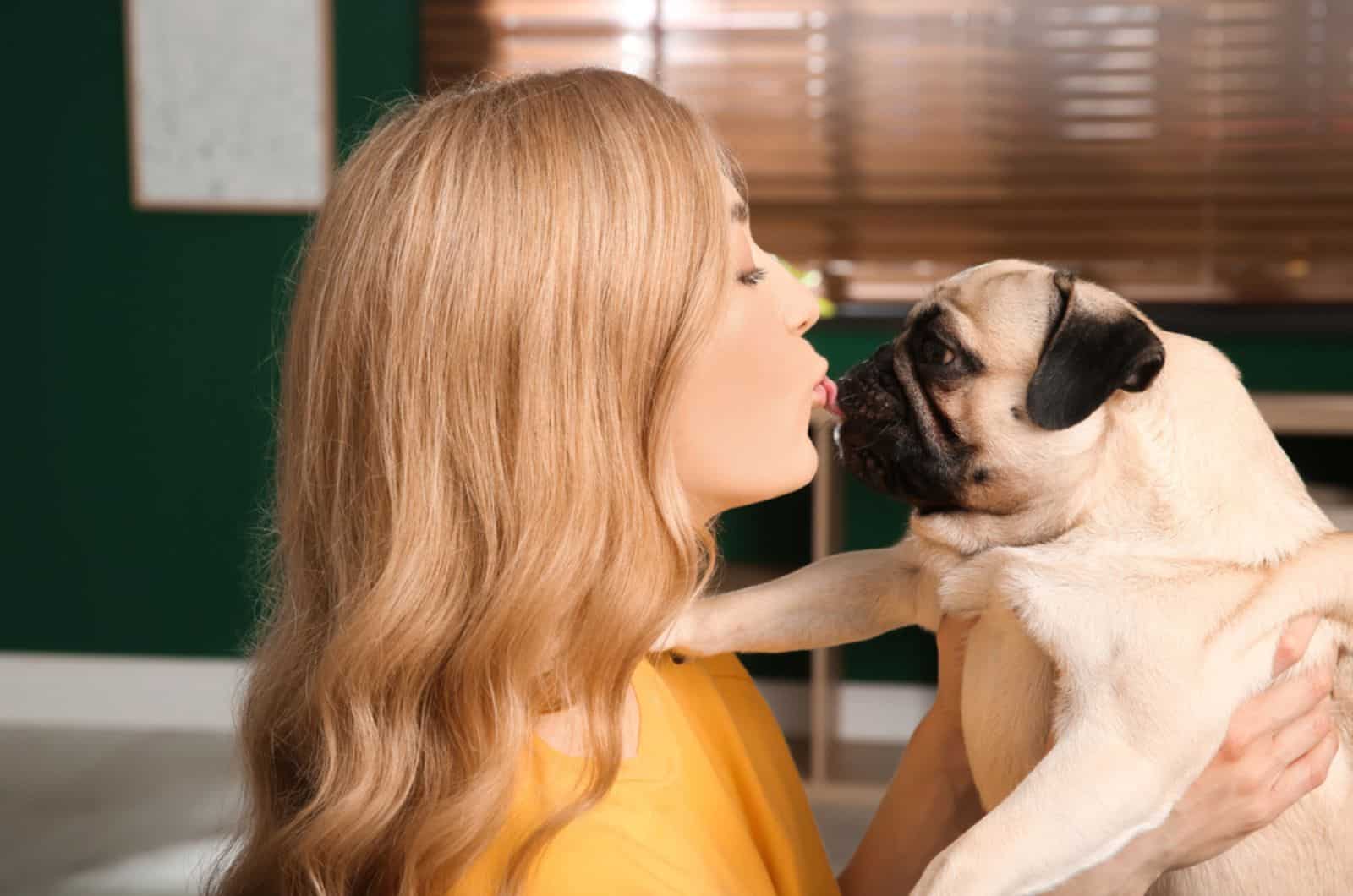 pug licks a woman holding him