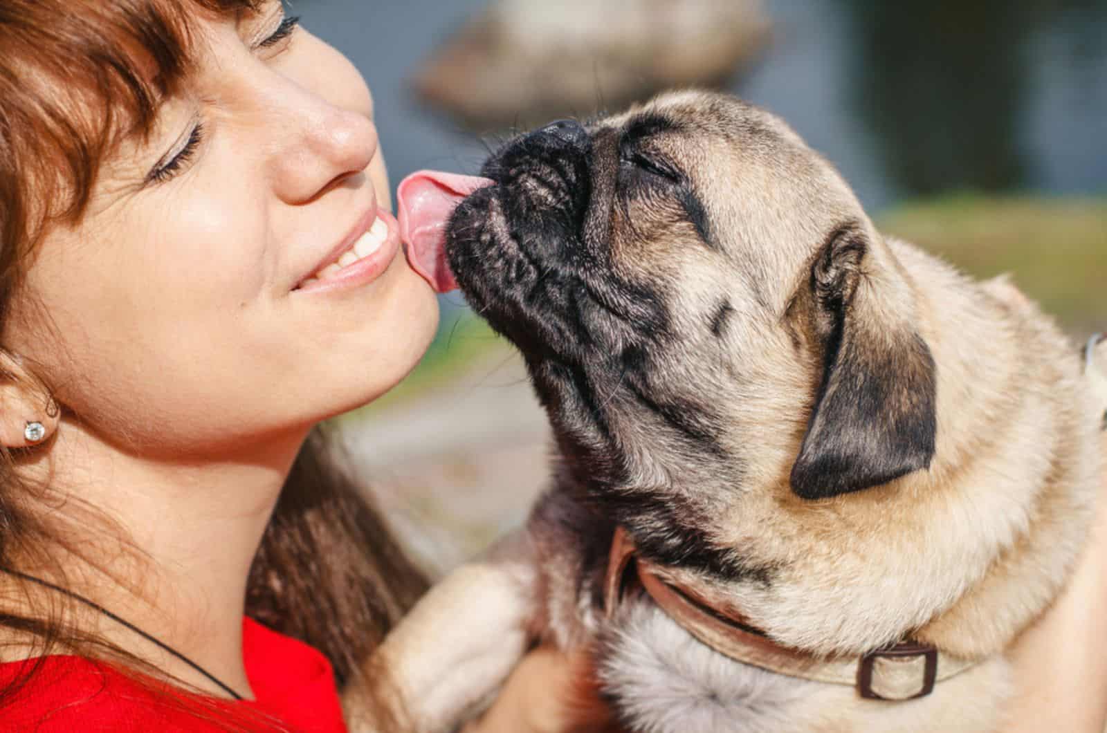 pug licks the face of the owner while cuddling