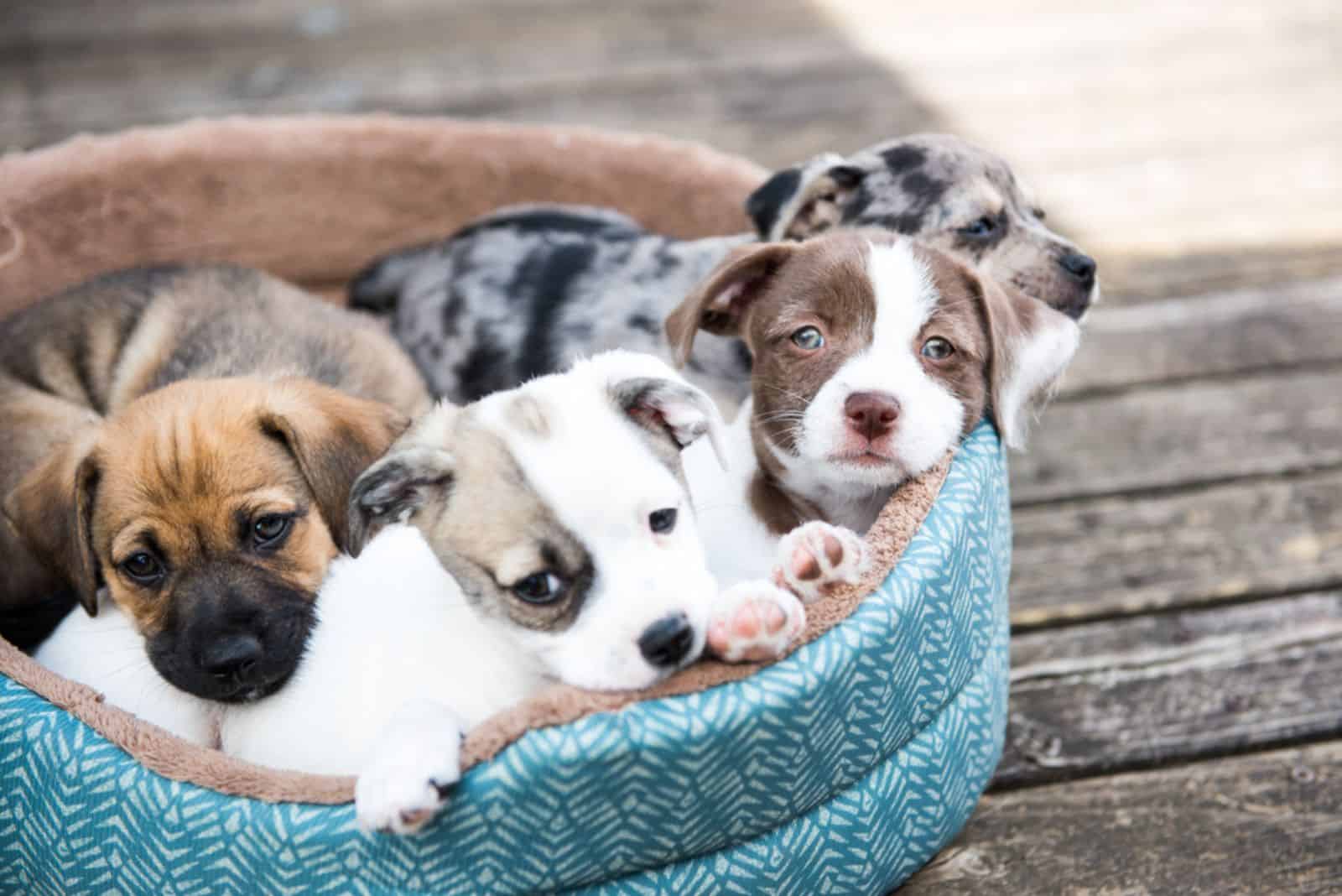 puppies lying in bed outdoors