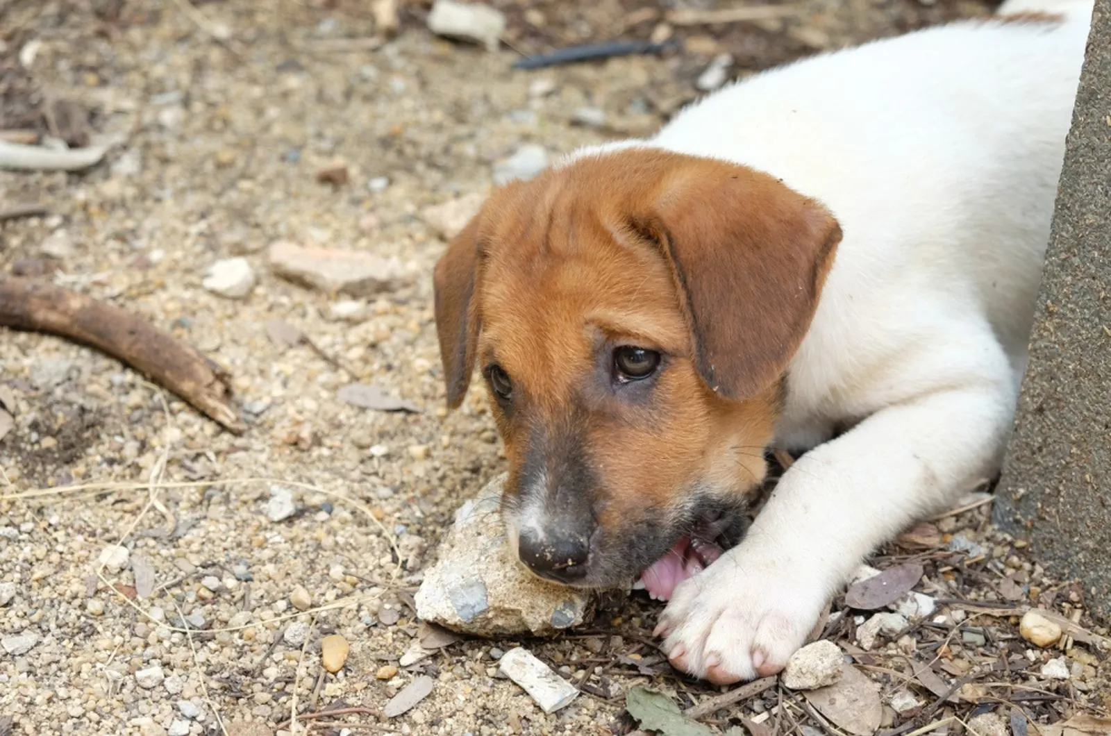 9 Reasons Why Your Dog Eats Rocks