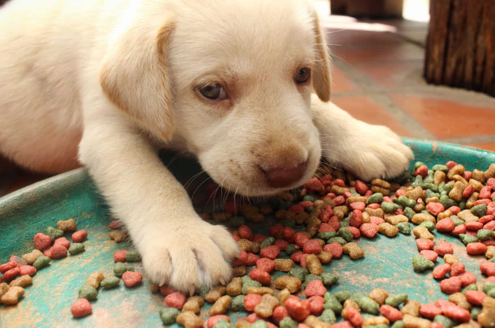 puppy eating dry food