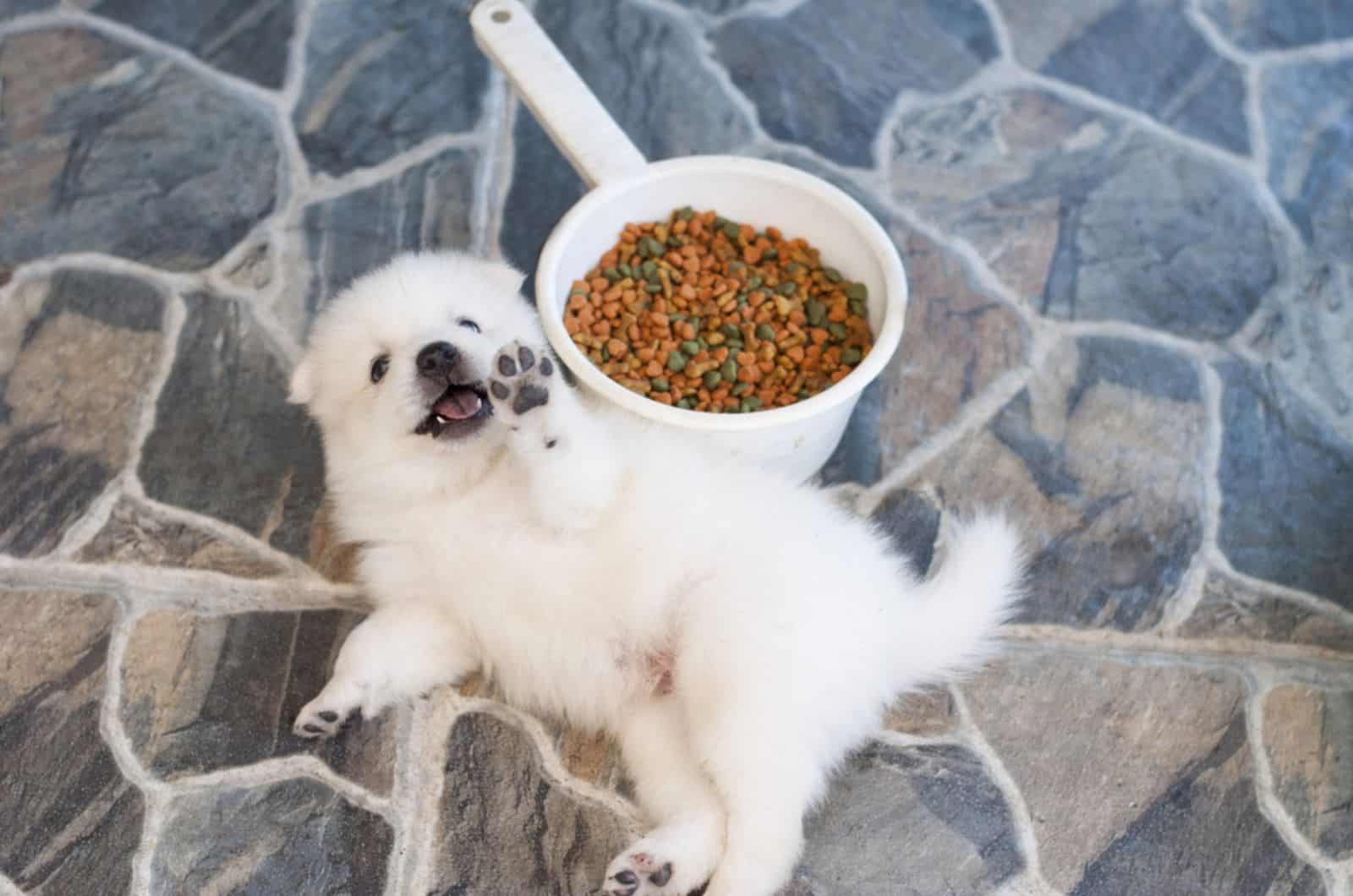 puppy lying on the floor beside its food