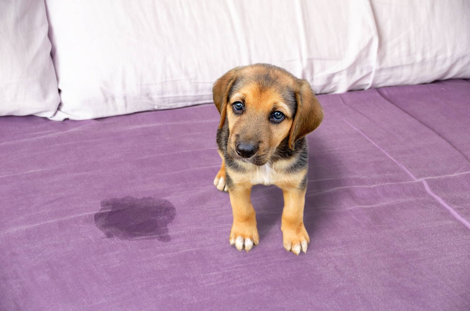 puppy making a mess on bed