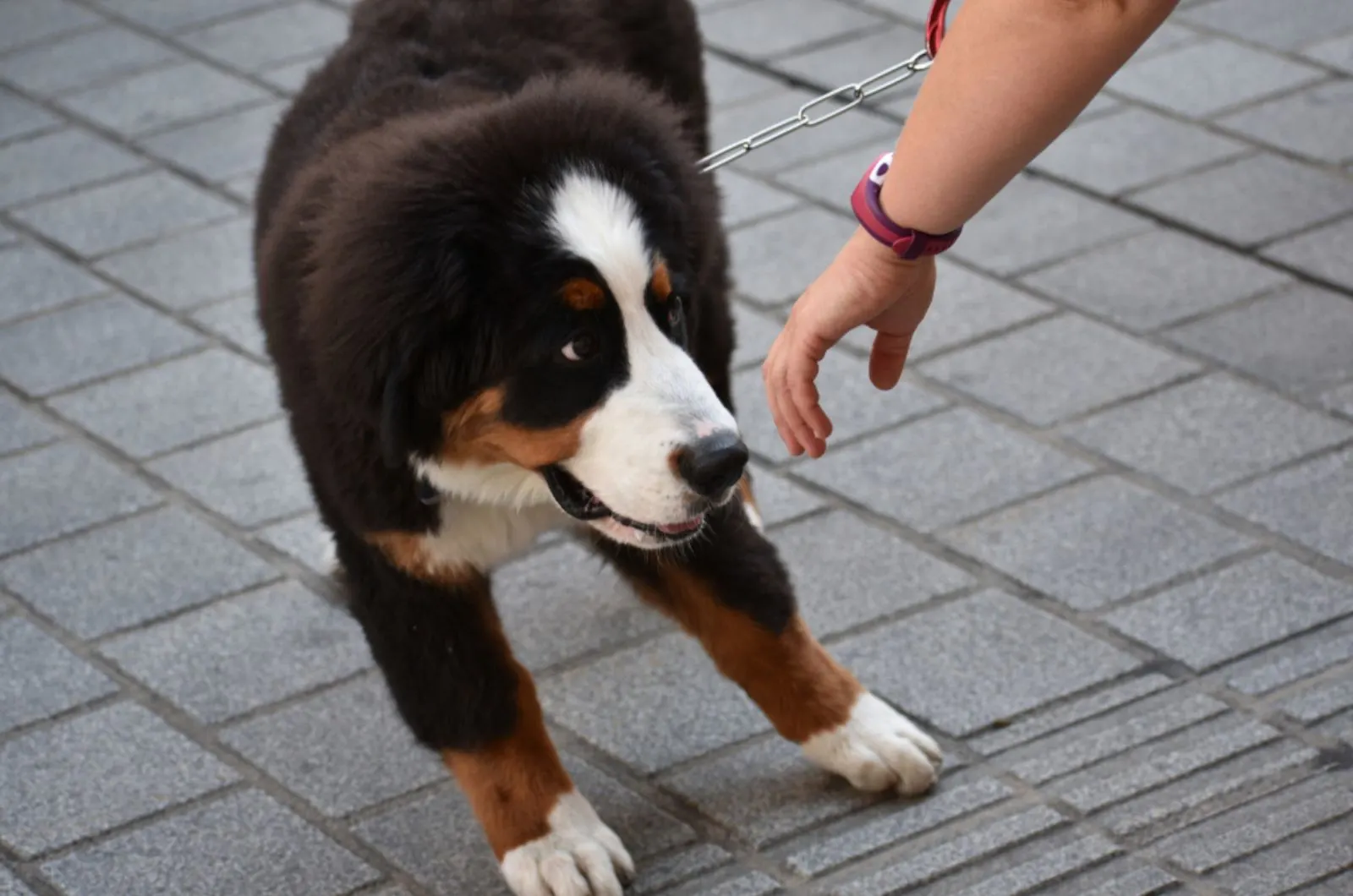 puppy of bernese mountain dog  shy at being approached by a stranger