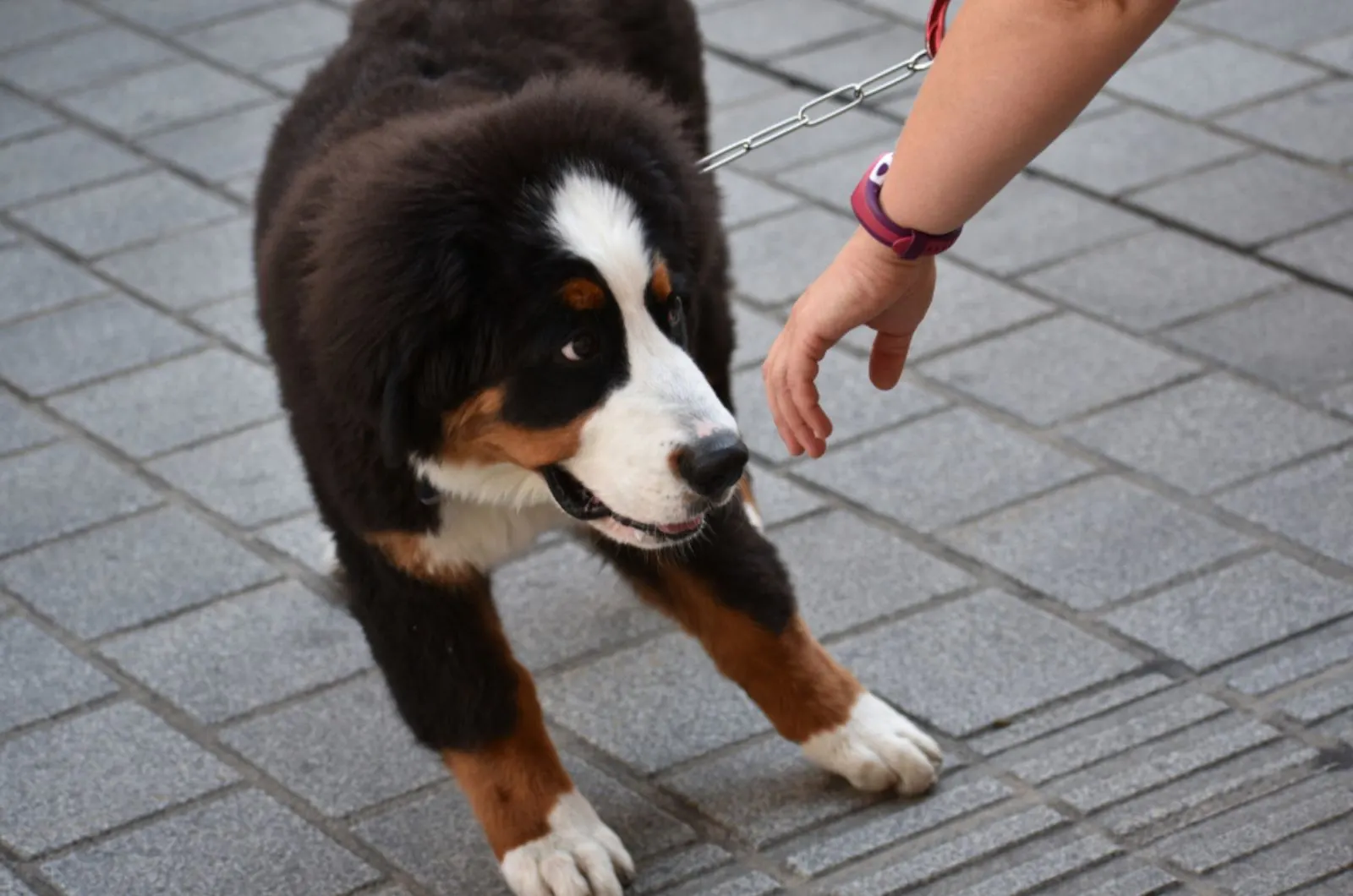 puppy of bernese mountain dog shy at being approached by a stranger