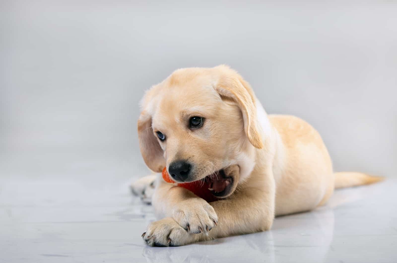 puppy playing with ball