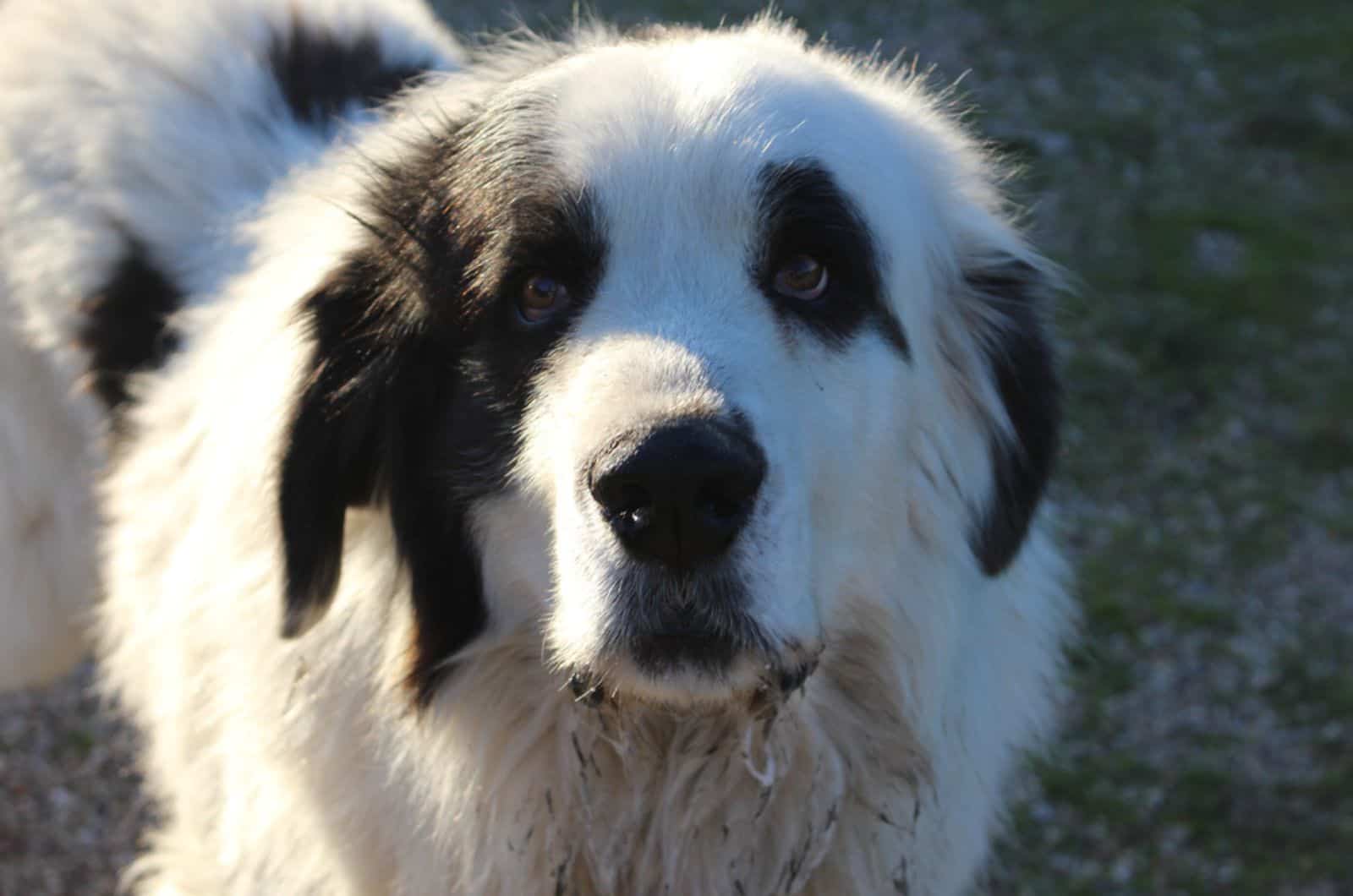 pyrenean mastiff drooling