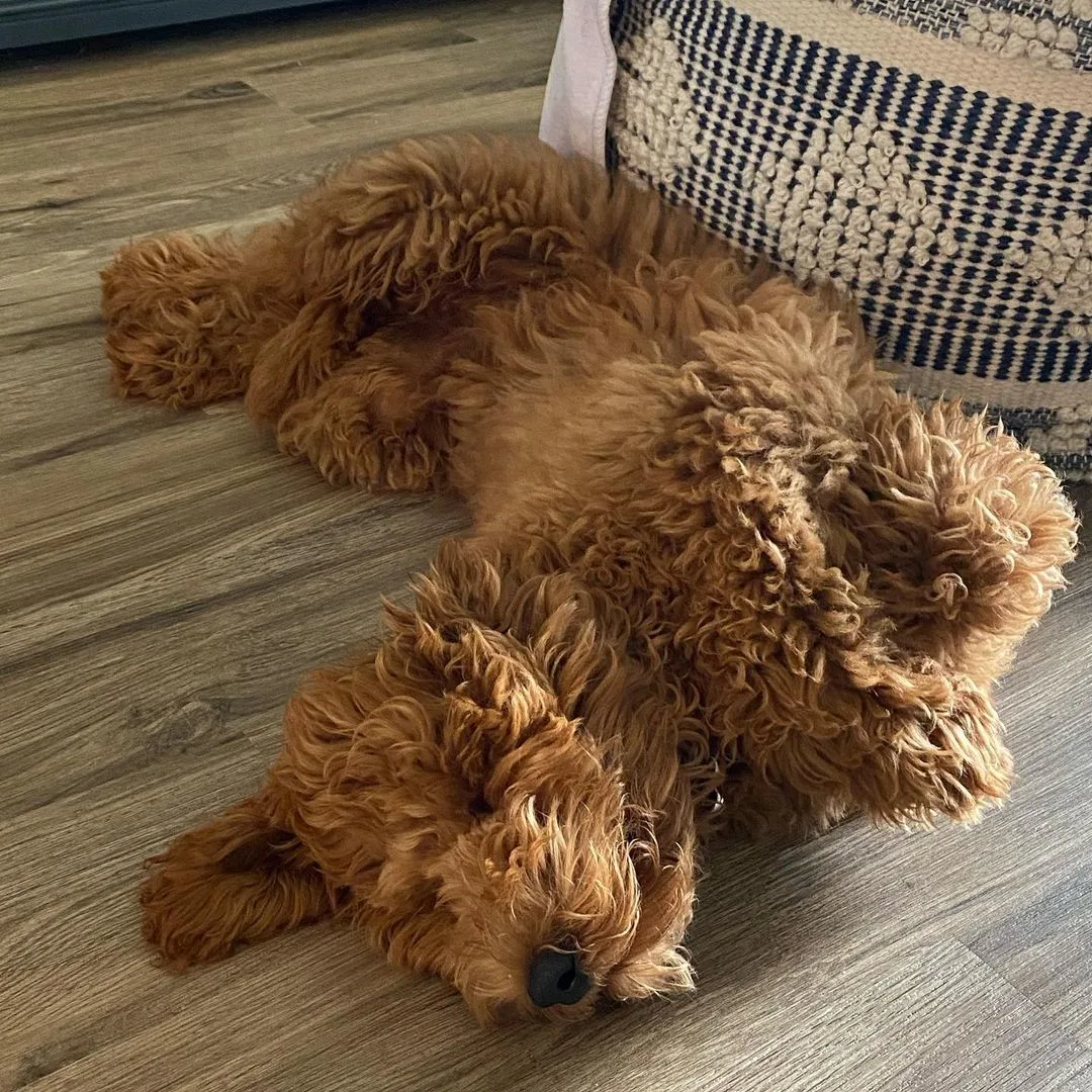 red goldendoodle sleeps on his back on the floor