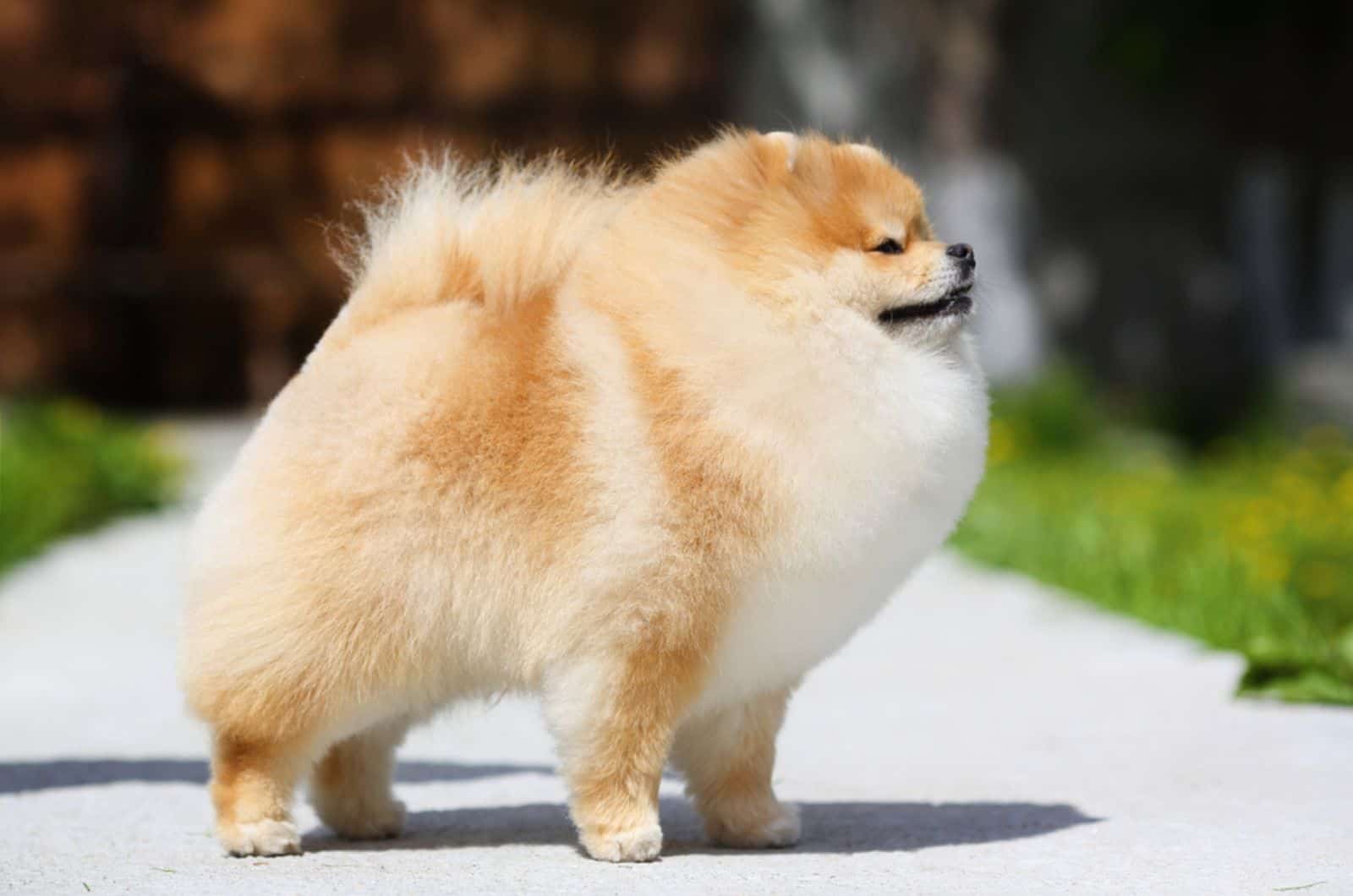 red pomeranian spitz standing outdoors