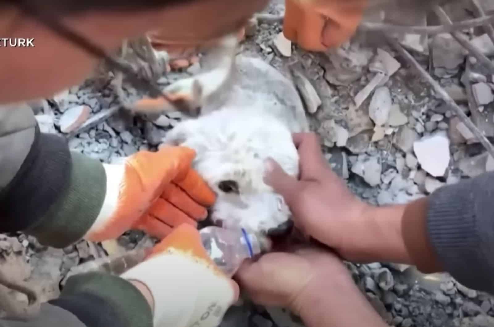 rescue team saves a dog