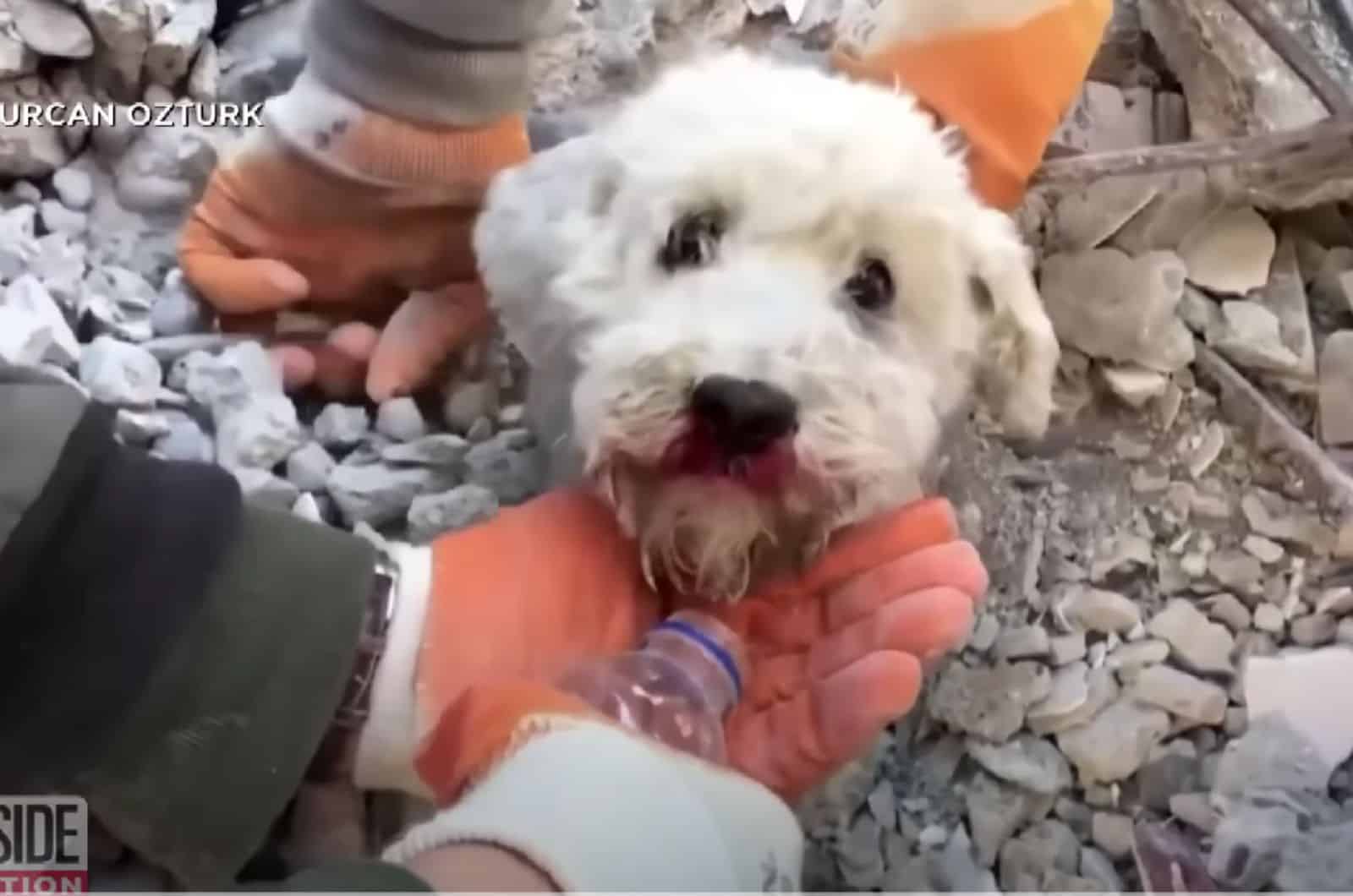 rescue team saves dog from earthquake