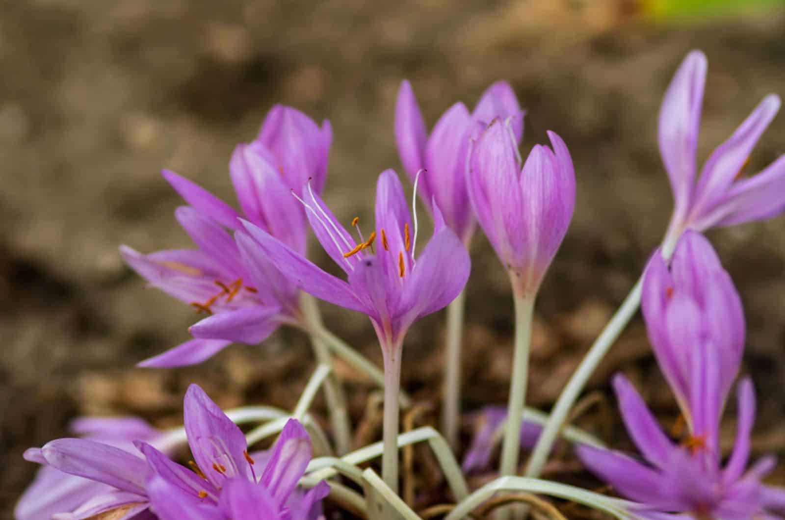 resurrection lily plant