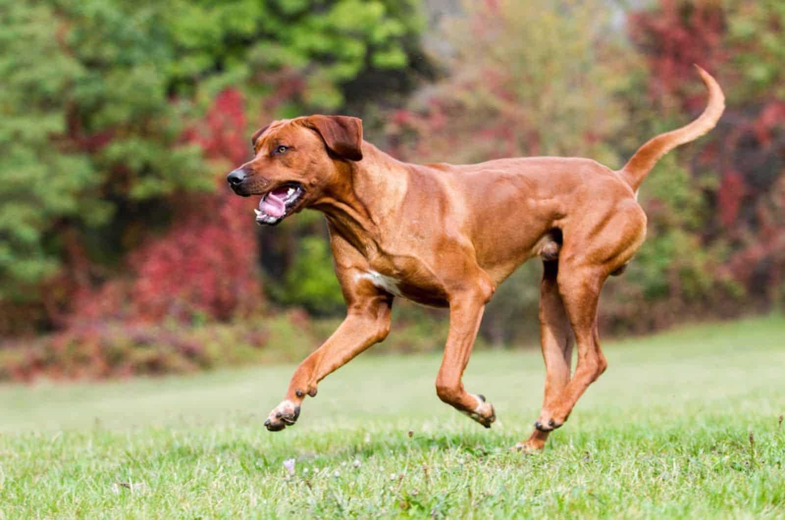 rhodesian ridgeback