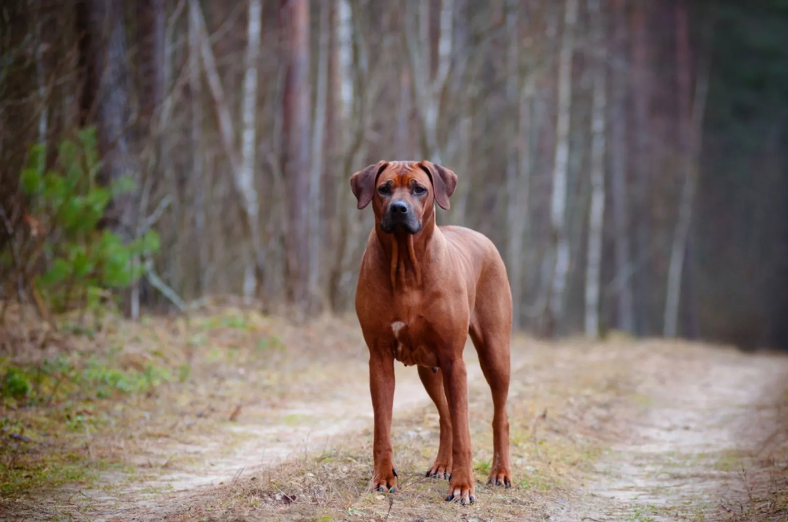 rhodesian ridgeback standing in the forest