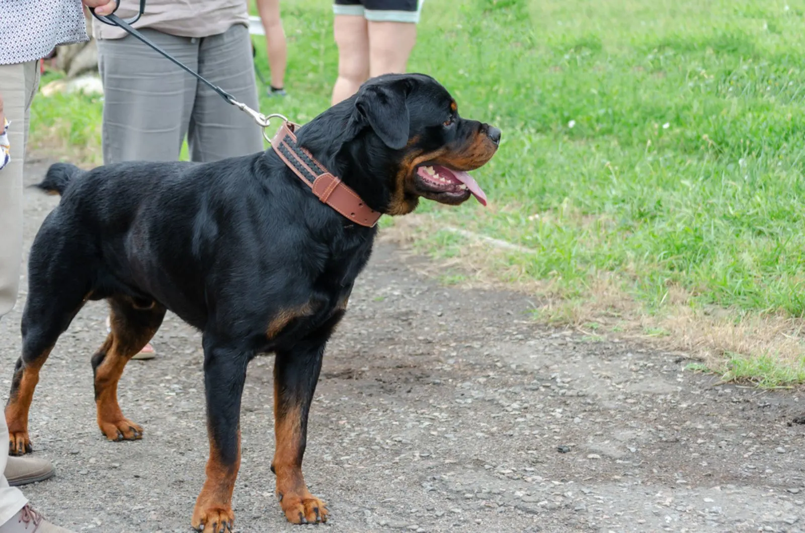 rottweiler dog in a walk with his owner