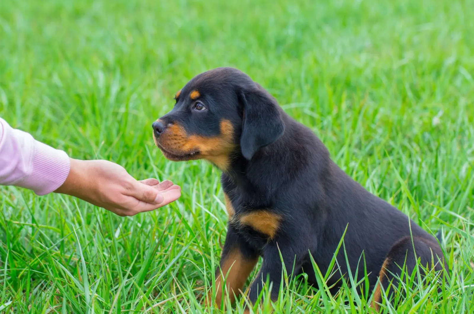 rottweiler puppy gets food on hand