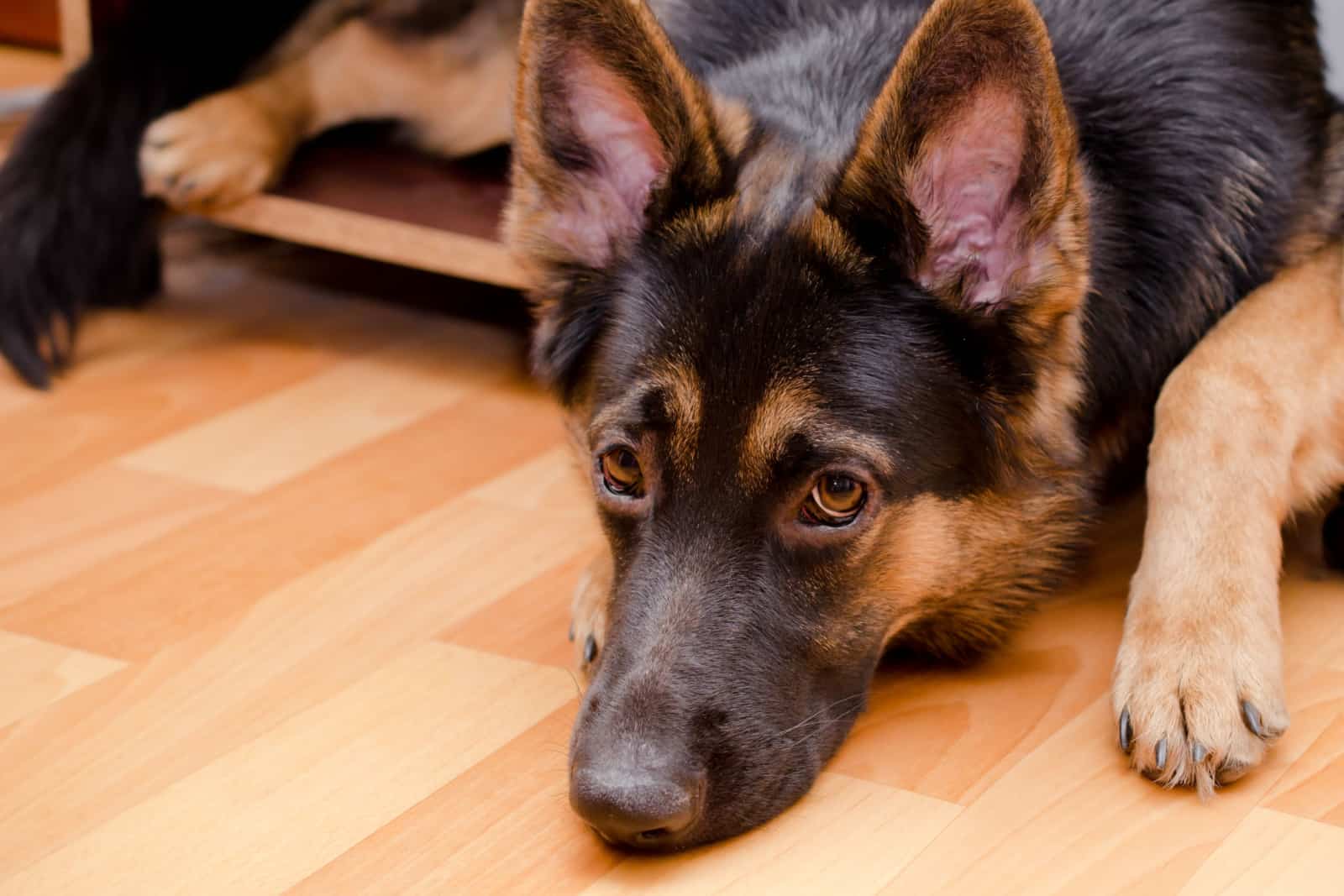 sad German shepherd in a nightstand