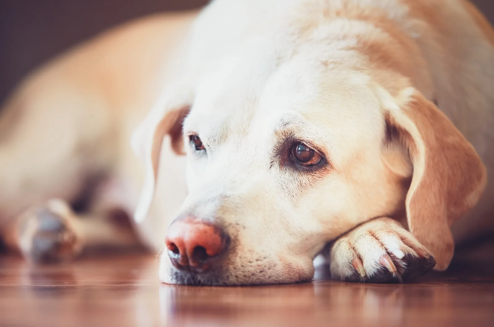 sad Labrador lying on the floor