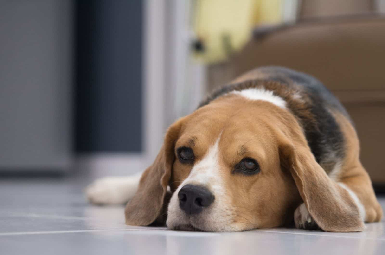 sad beagle dog lying on the floor