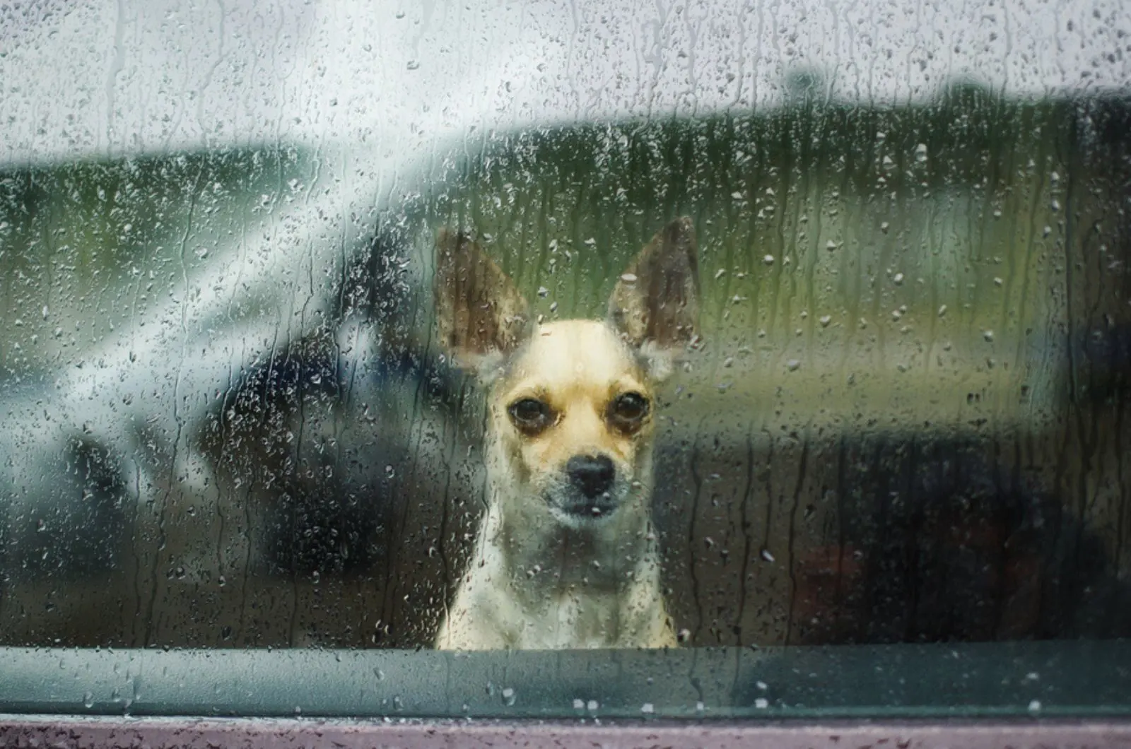 sad chihuahua waiting in a locked car their owner