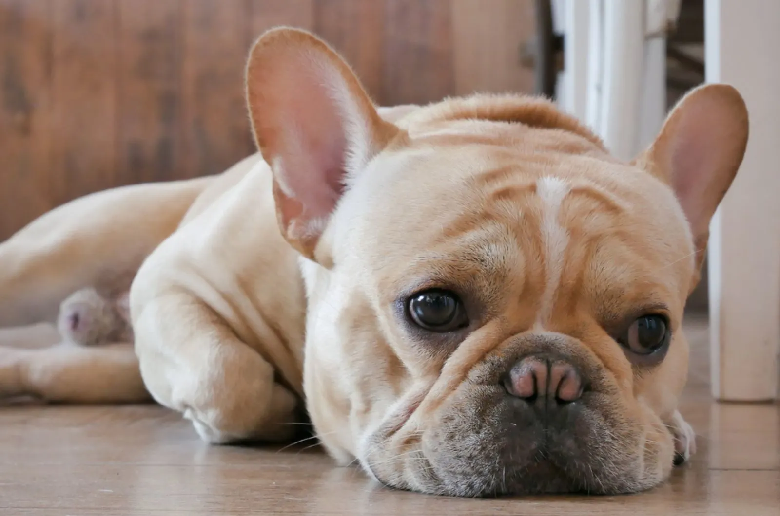 sad french bulldog lying on the floor