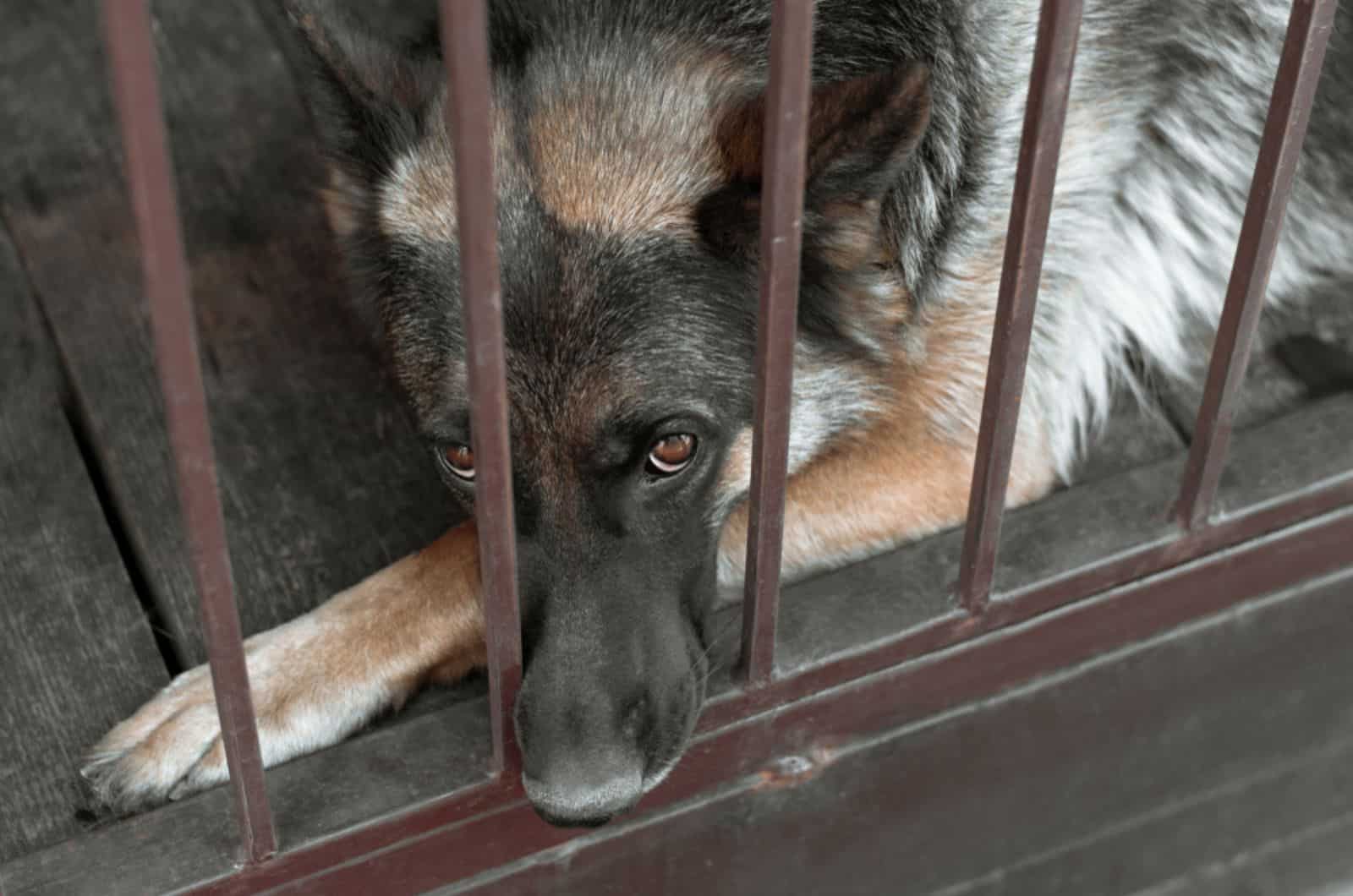 sad german shepherd lying in a cage