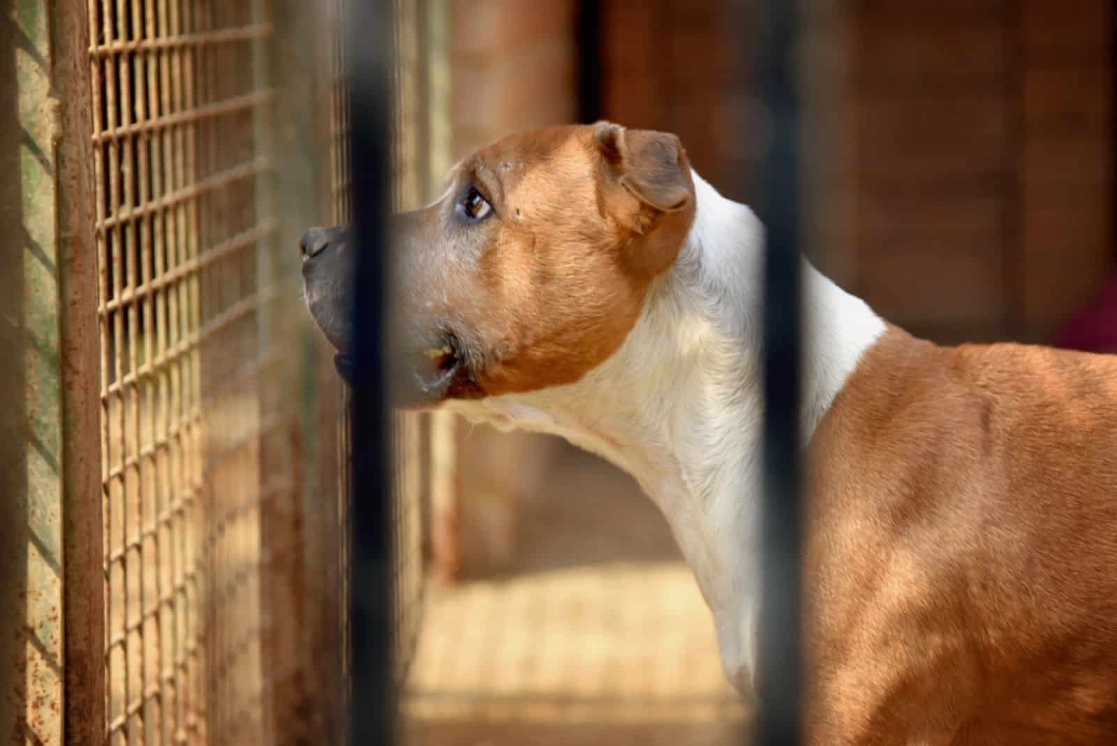 sad pitbull at the shelter