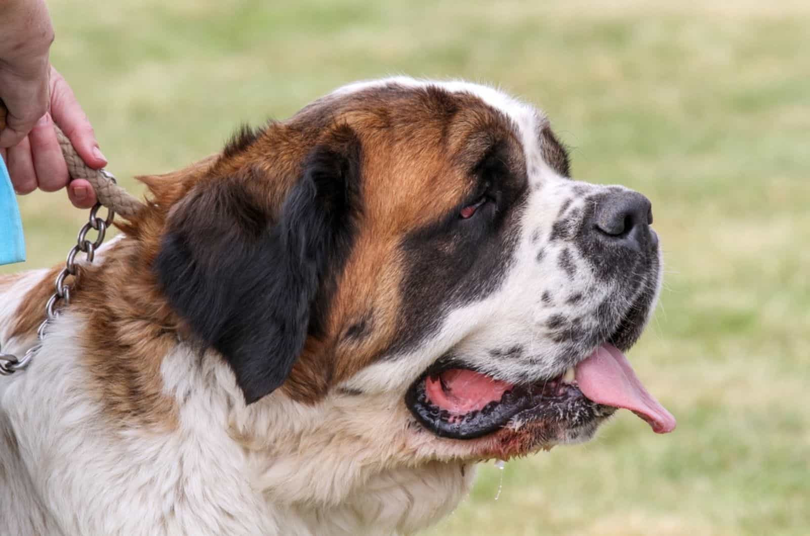 saint bernard dog drooling