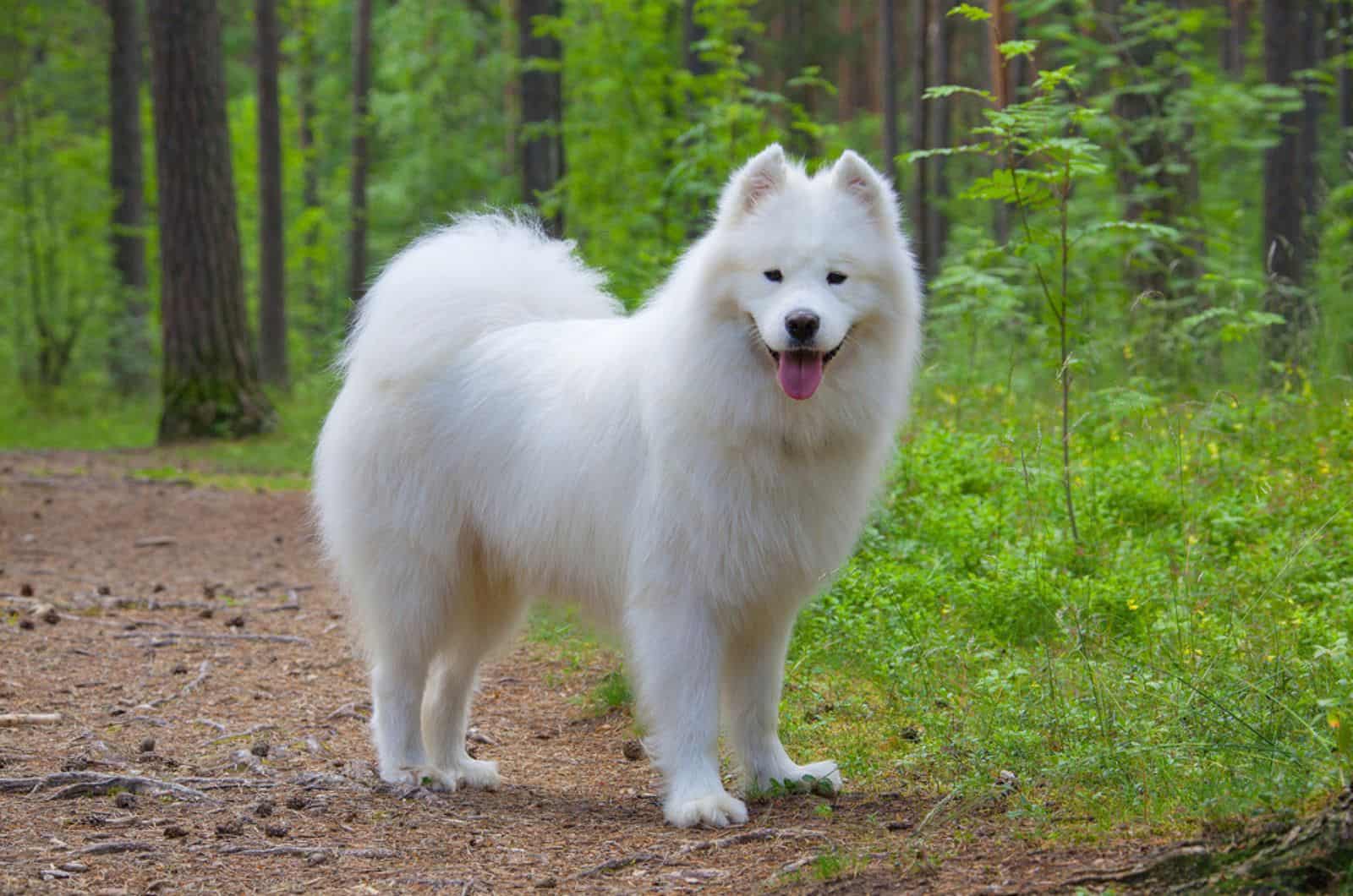 samoyed dog in forest