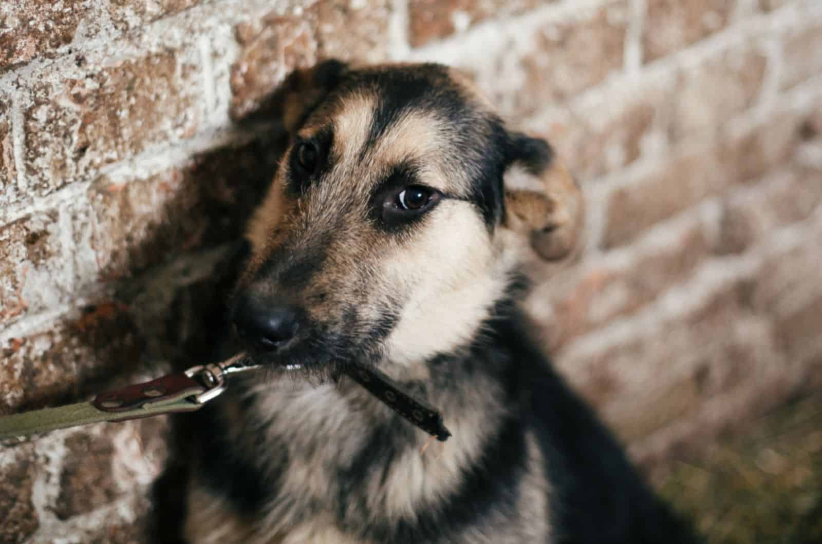 scared german shepherd dog looking from cage