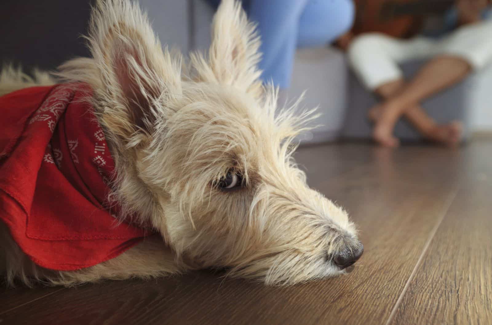 scottish terrier lying on the floor