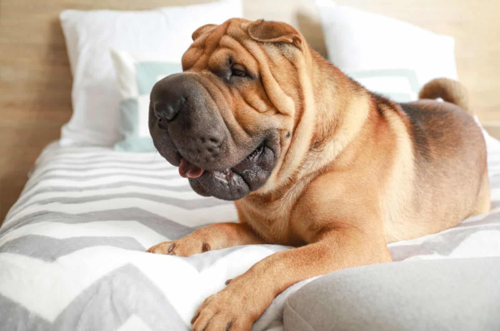 shar pei  lying on the bed