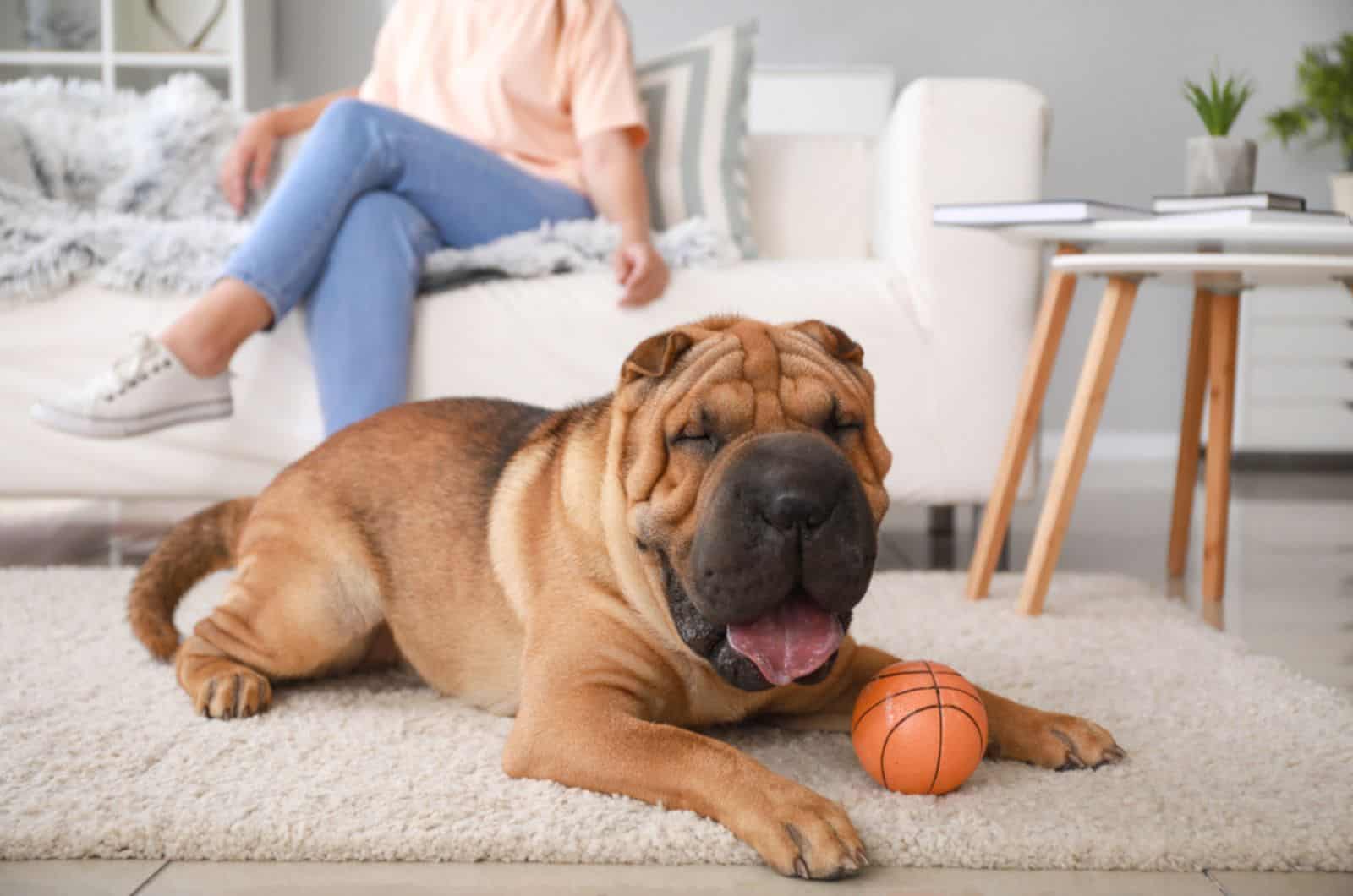 shar pei dog lying on the carpet