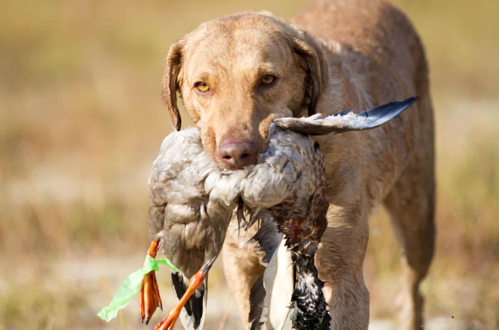 shesapeake bay retriever with wounded birth in his mouth