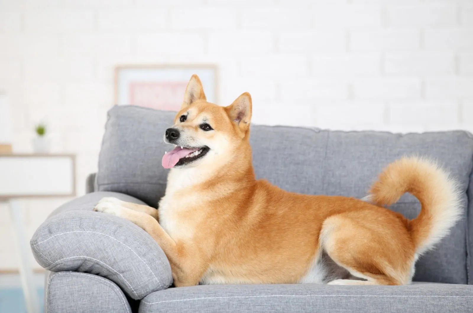 shiba inu lying on the sofa