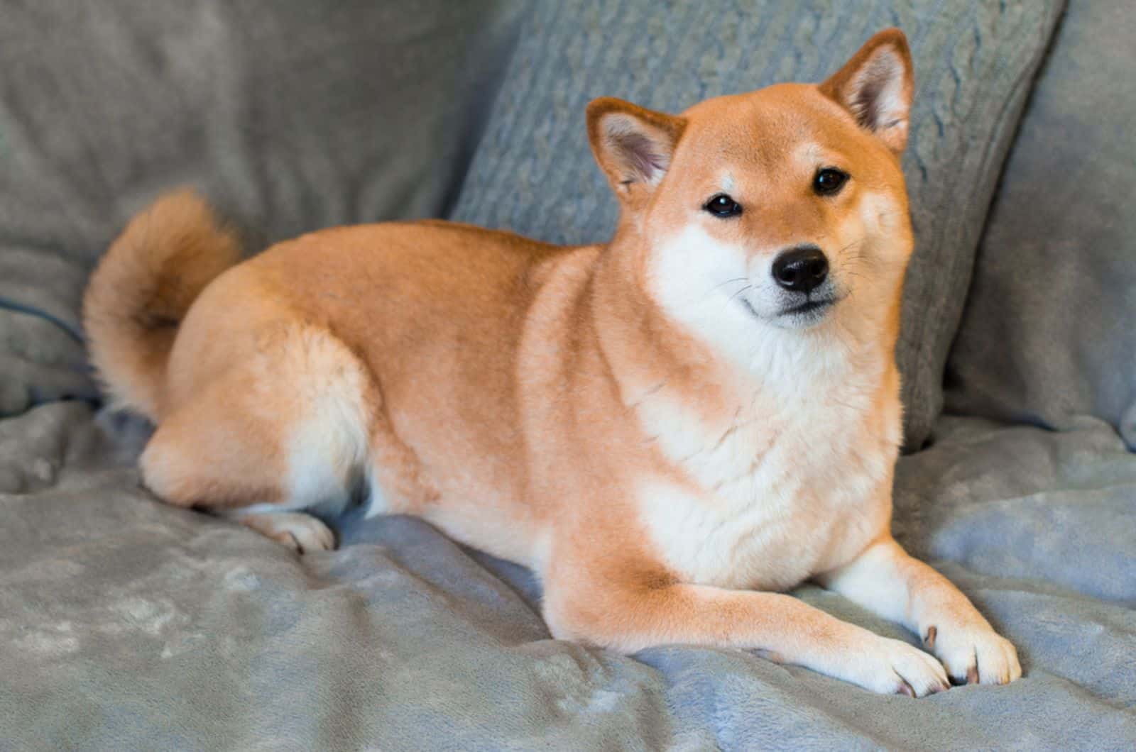 shiba inu dog lying on the couch