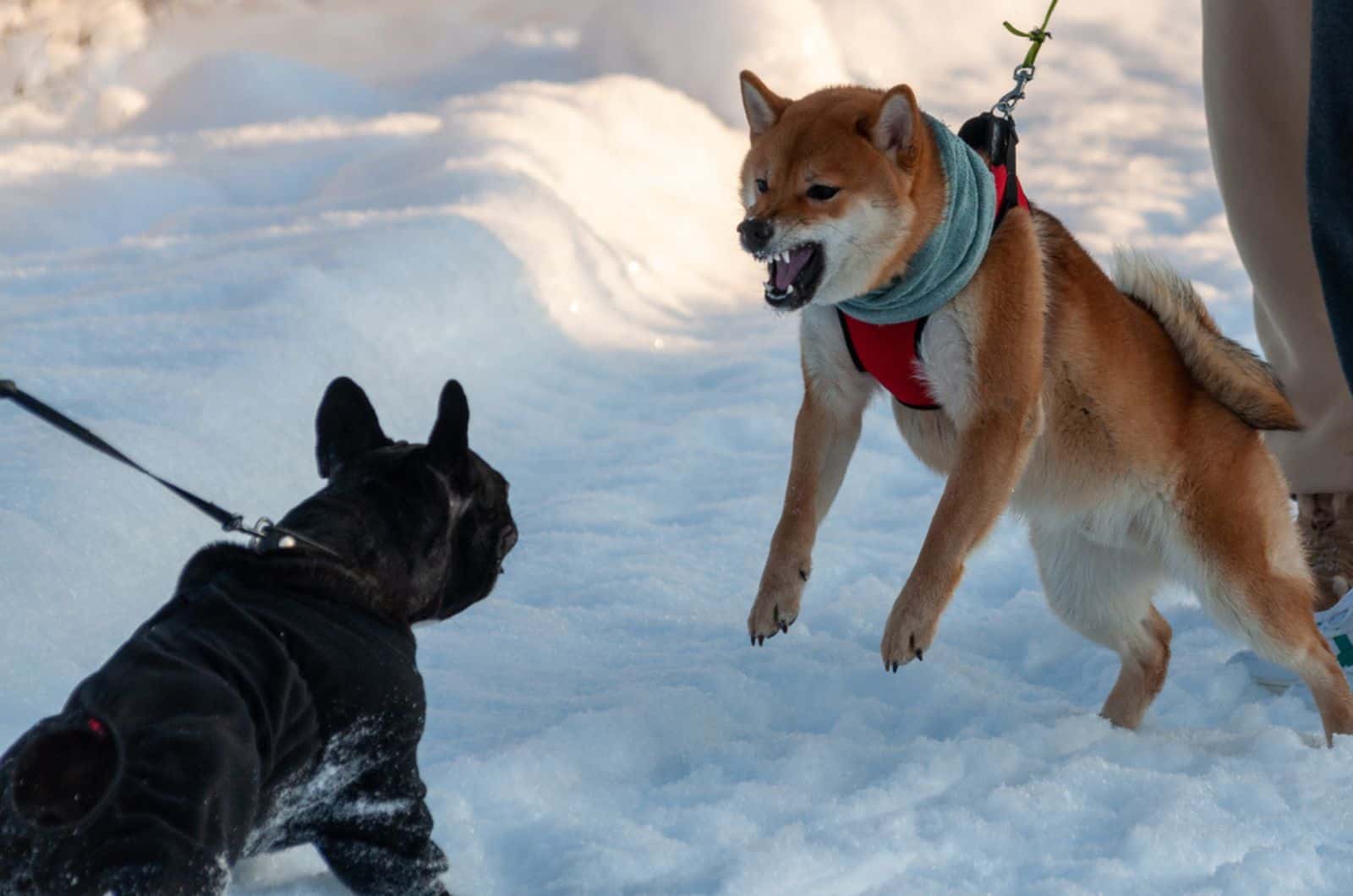 shiba inu bared his teeth and charged at the other dog