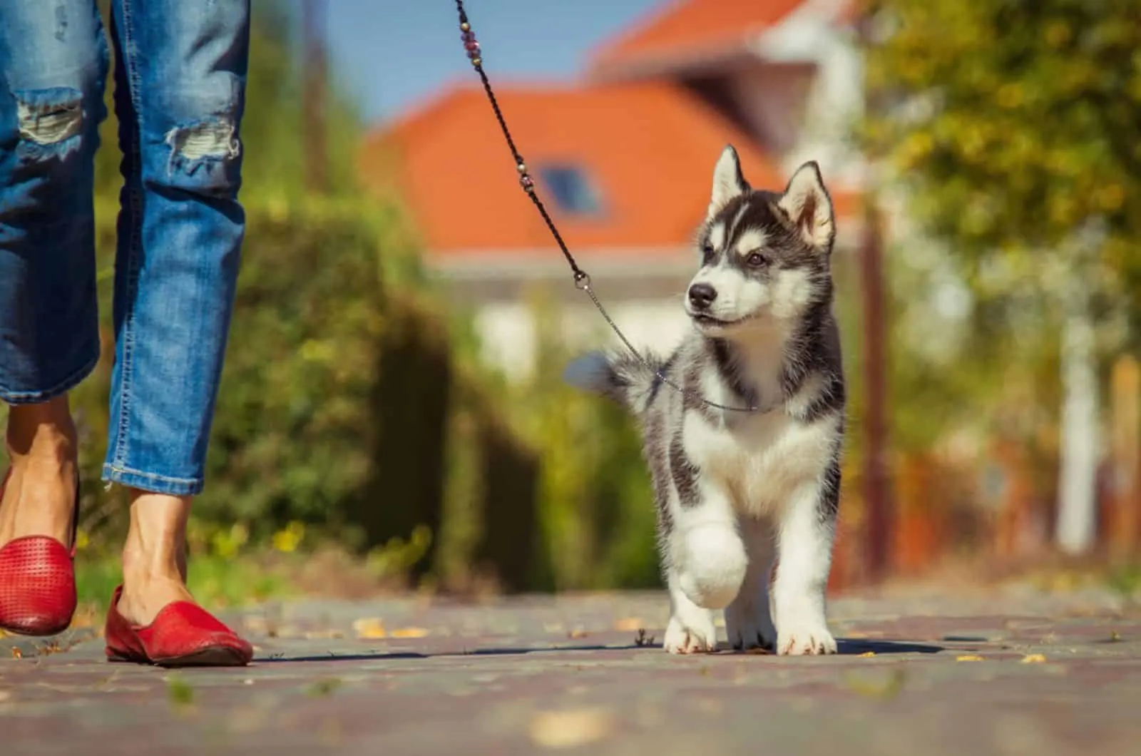 siberian husky puppy walking with its owner