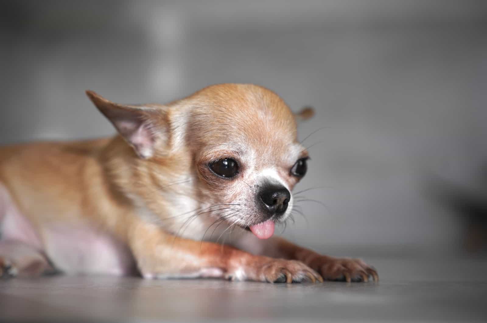 sick Chihuahua sitting on floor